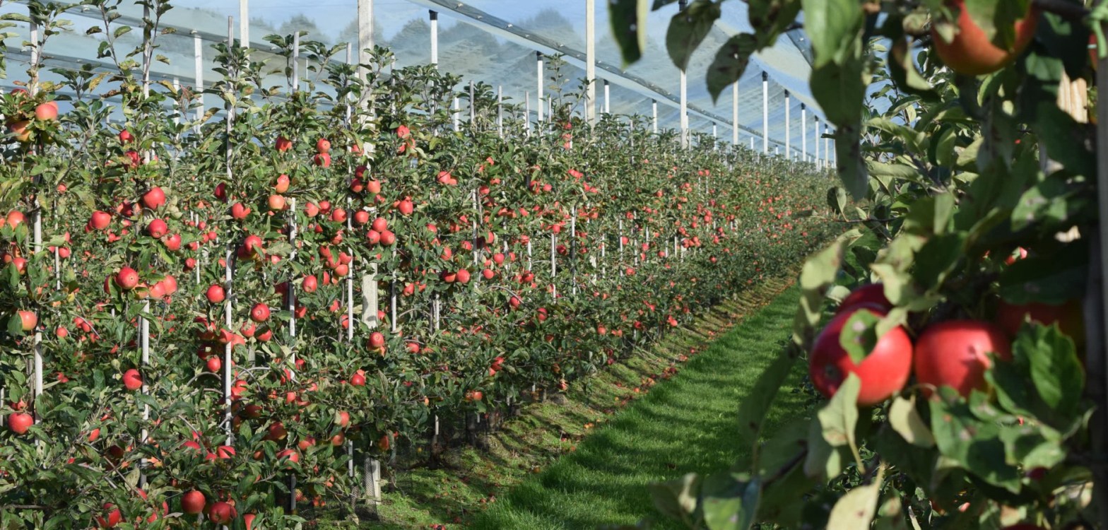 Plants provide fruits we eat.